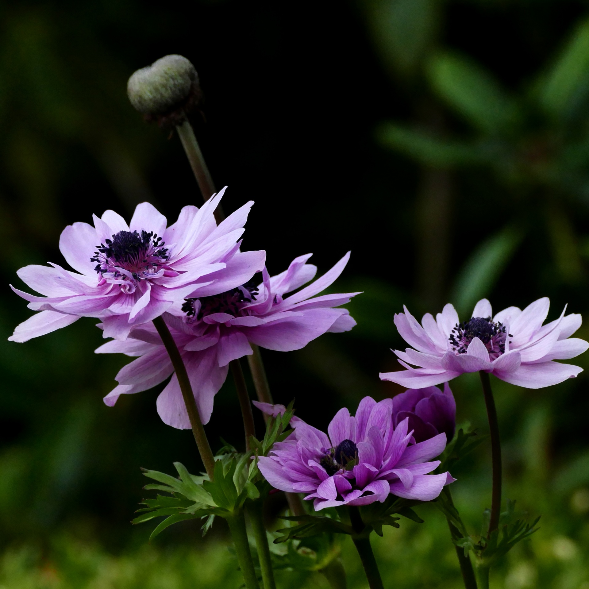アネモネの花紫 無料画像 - Public Domain Pictures
