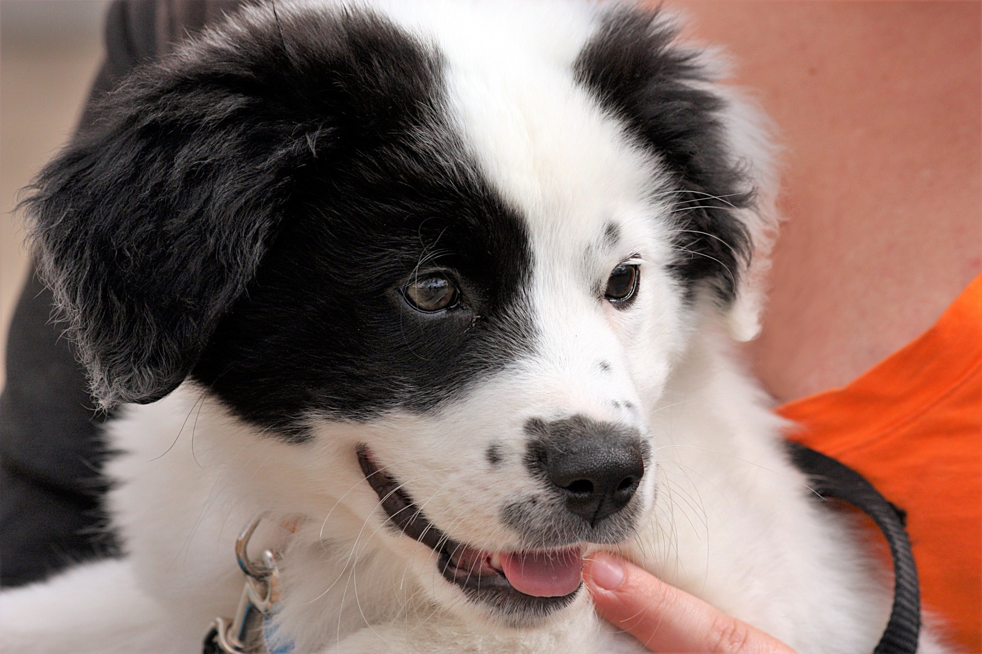 Black And White Puppy Close-up Free Stock Photo - Public Domain Pictures