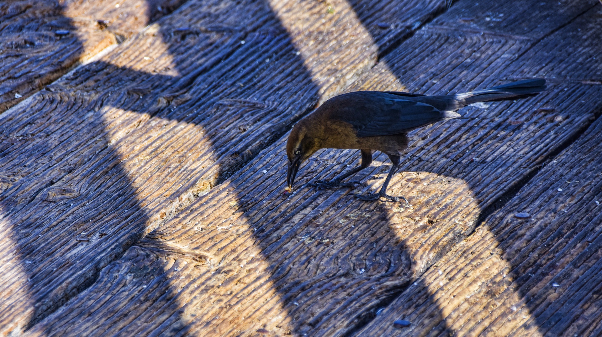 Black Bird On Pier 無料画像 Public Domain Pictures