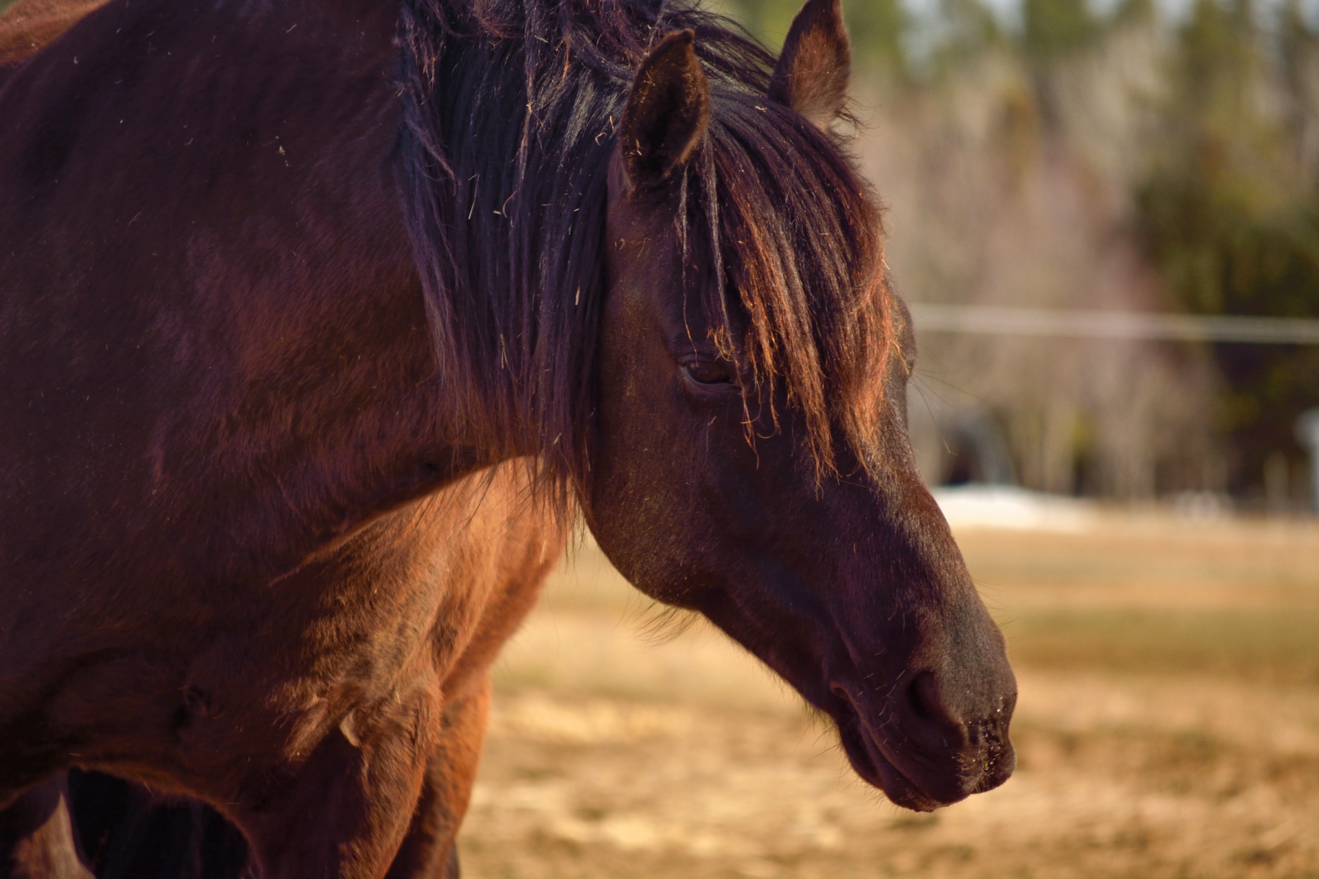Black Horse Portrait Free Stock Photo - Public Domain Pictures