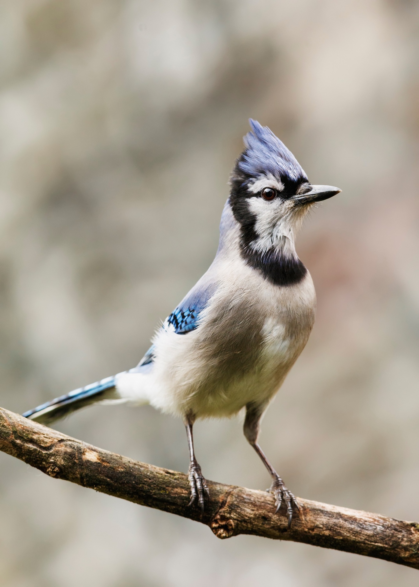 blue-jay-free-stock-photo-public-domain-pictures