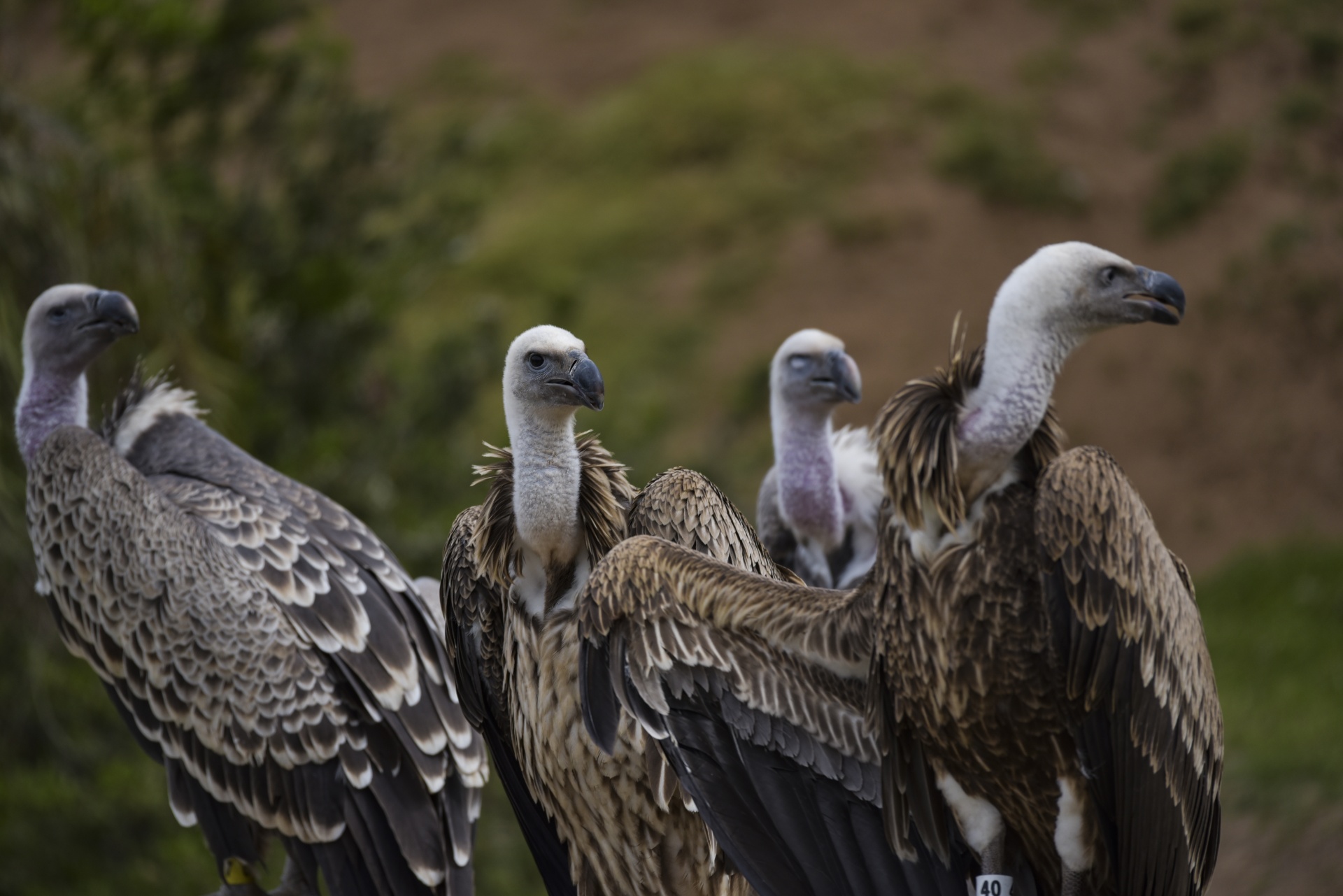 Vulture Bird Free Stock Photo - Public Domain Pictures