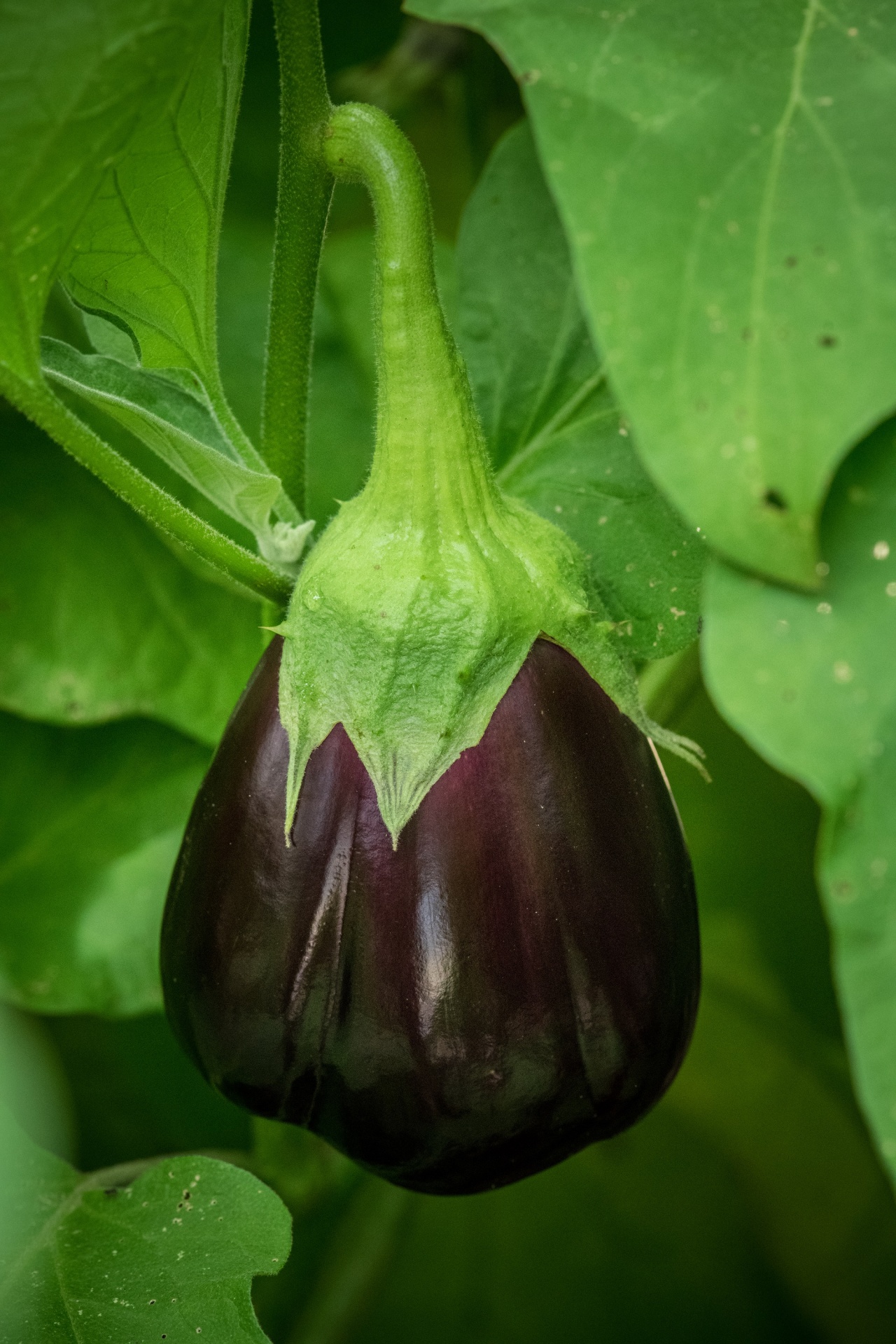 Eggplant Free Stock Photo - Public Domain Pictures