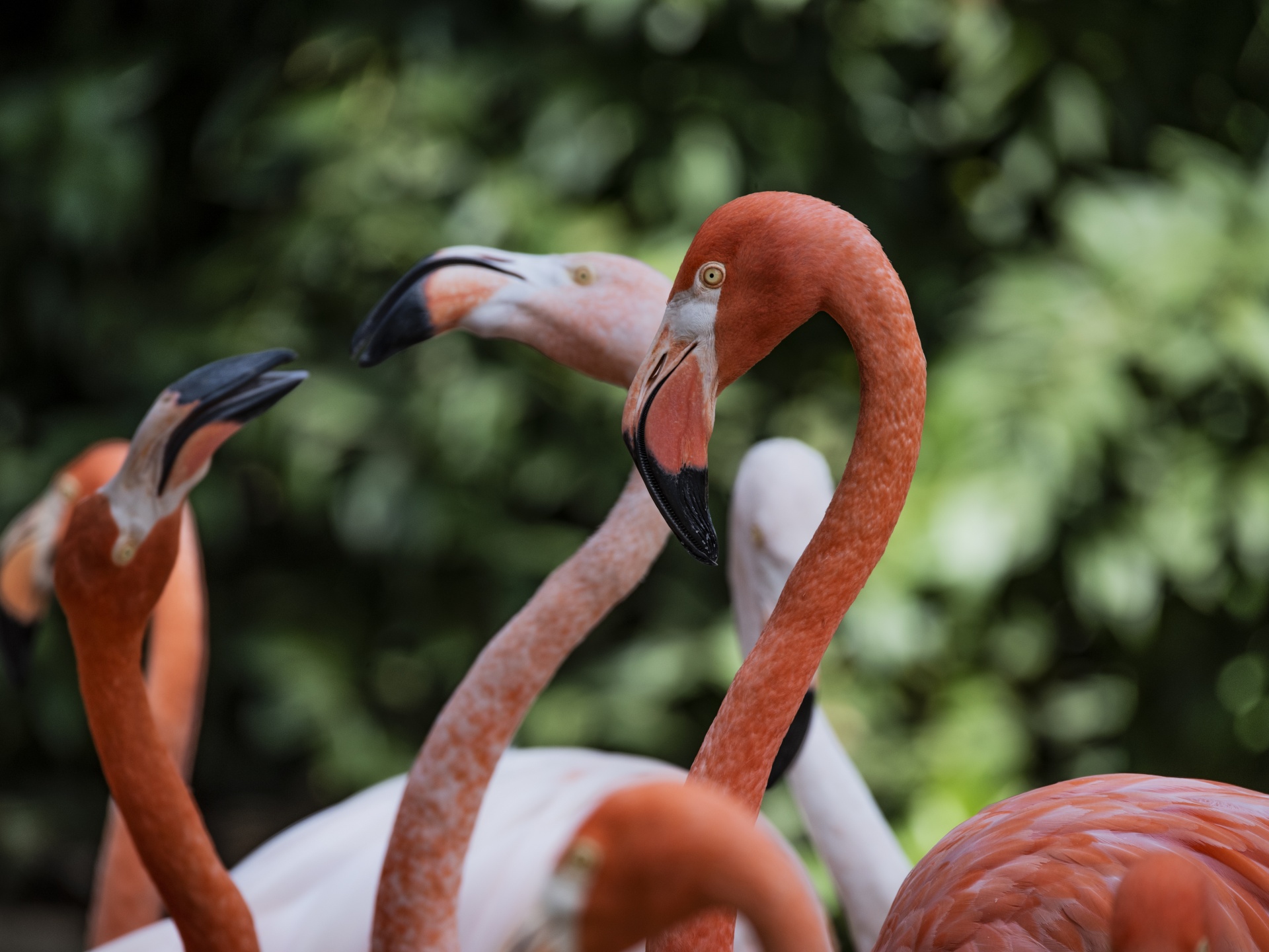 フラミンゴの鳥の行動 無料画像 Public Domain Pictures