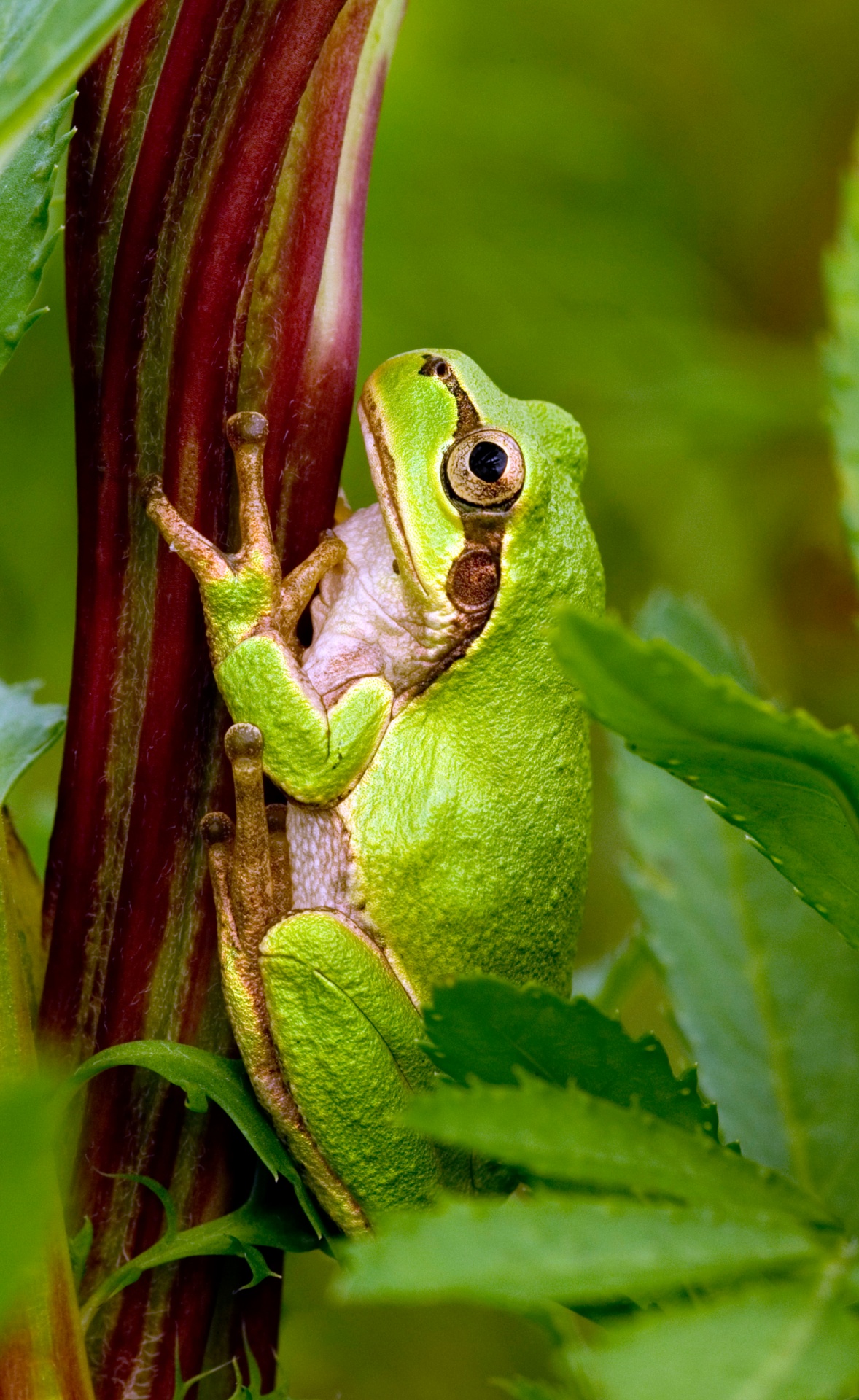 frog-free-stock-photo-public-domain-pictures