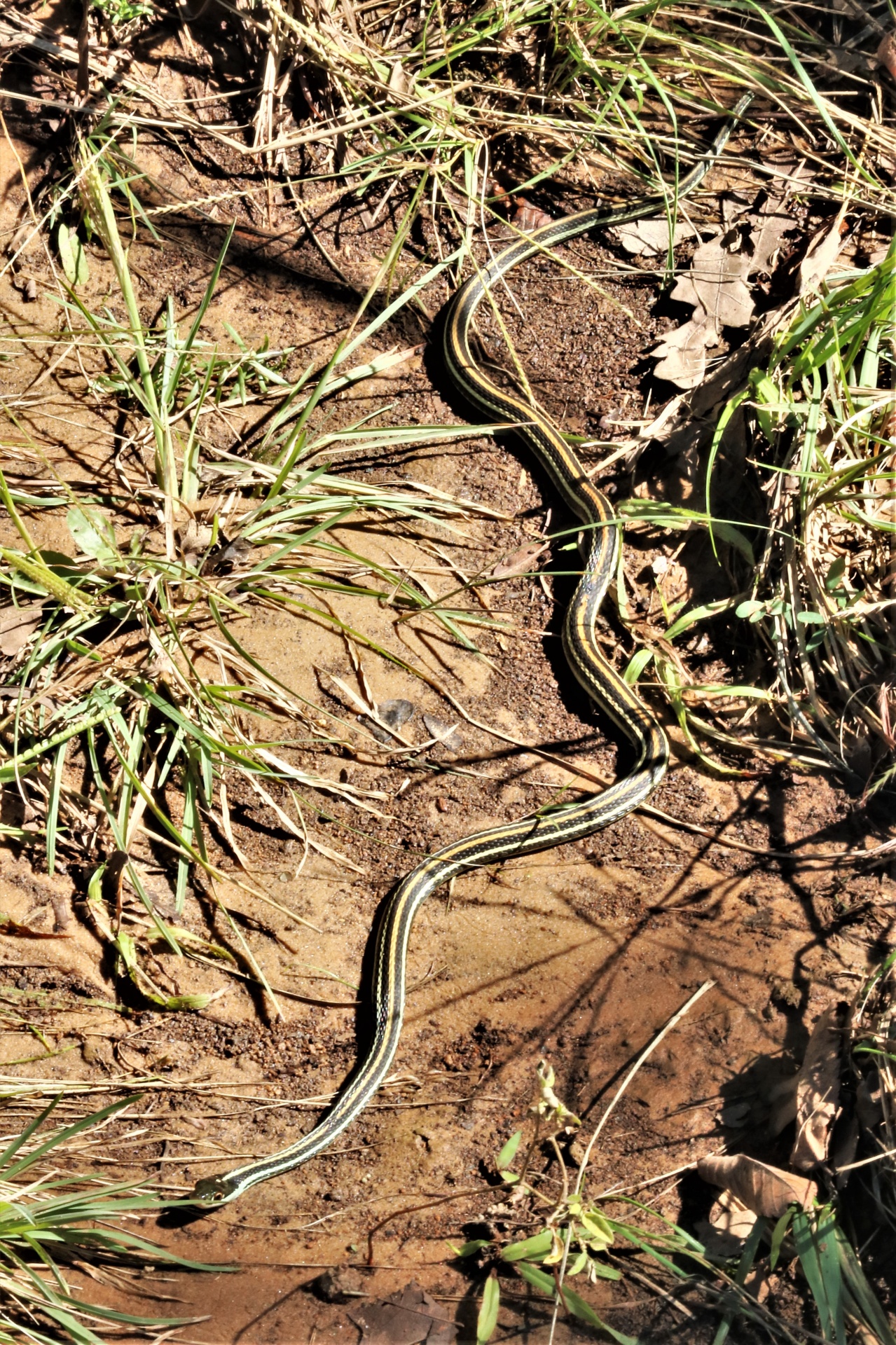 Garter Snake In Grass