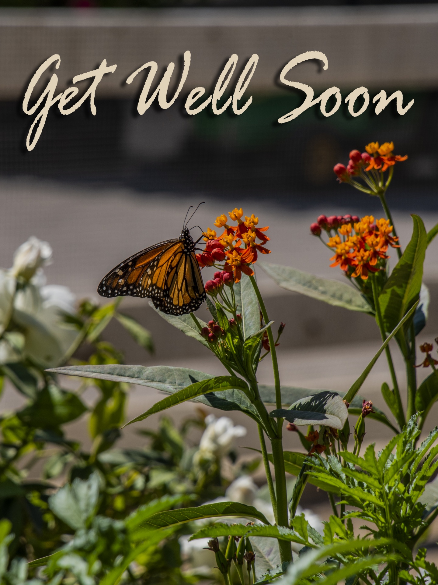 get-well-butterfly-card-free-stock-photo-public-domain-pictures