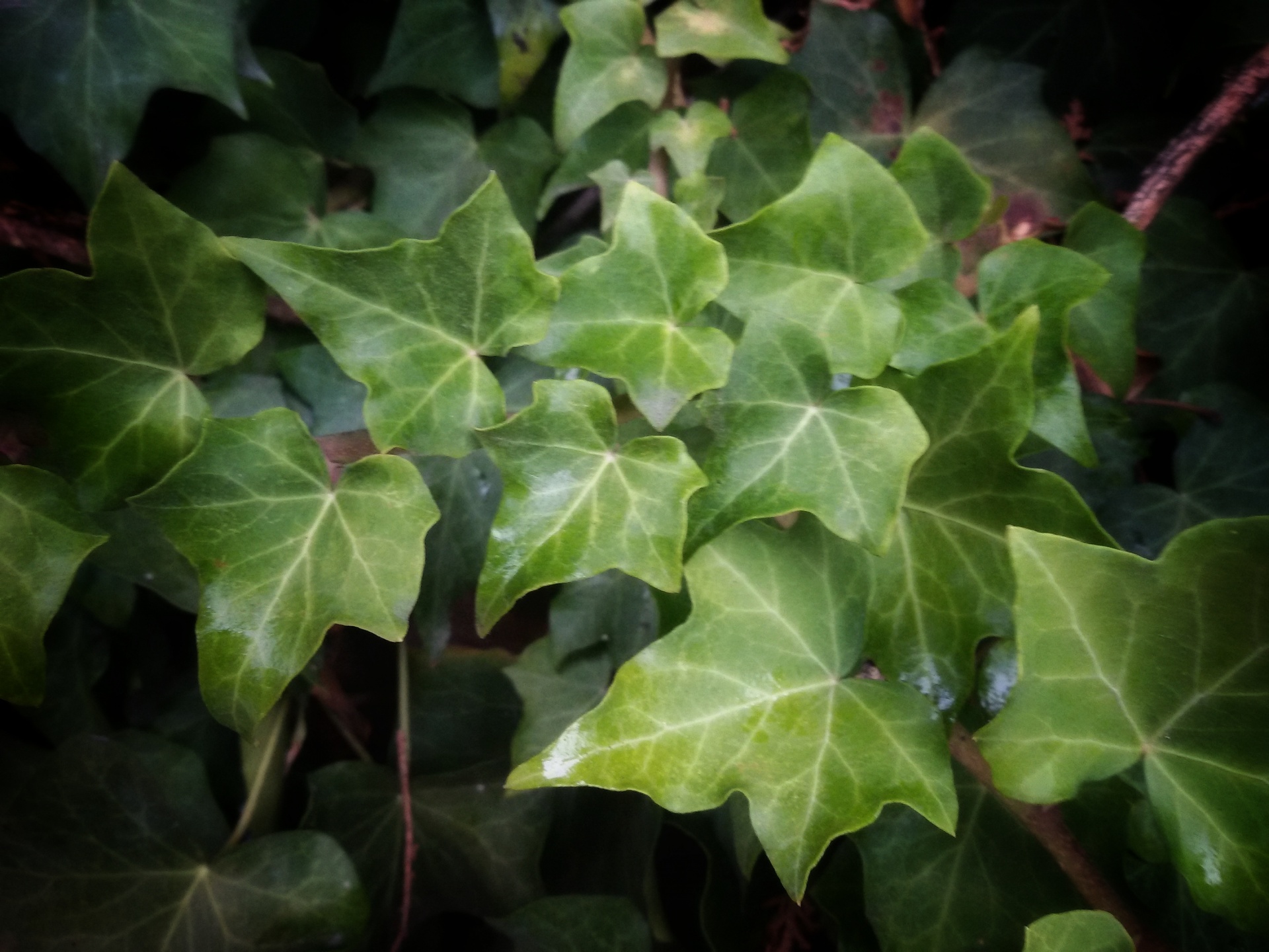 Green Ivy Leaves Free Stock Photo Public Domain Pictures