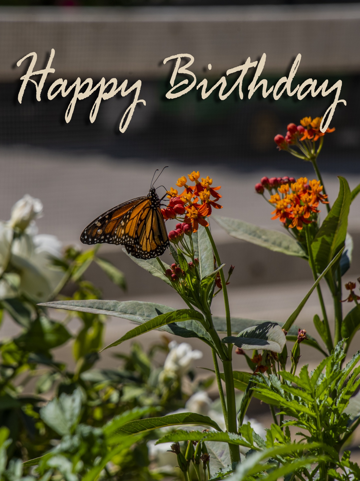 Happy Birthday Butterfly Free Stock Photo Public Domain Pictures