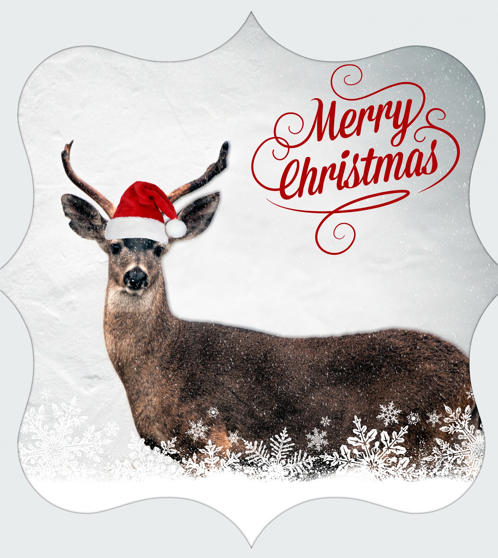 Merry Christmas Deer Free Stock Photo - Public Domain Pictures