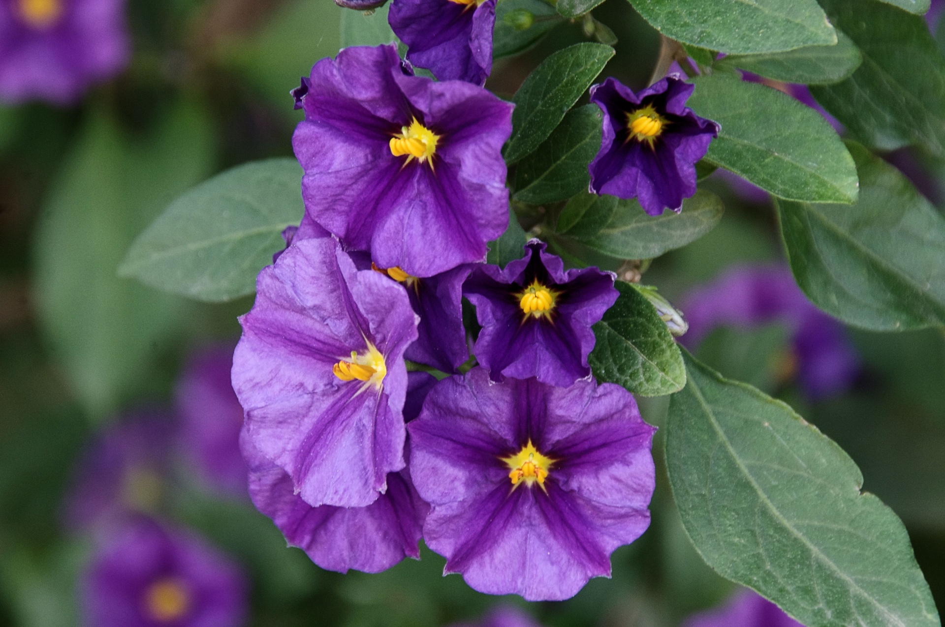 Purple Nightshade Flower Free Stock Photo - Public Domain Pictures