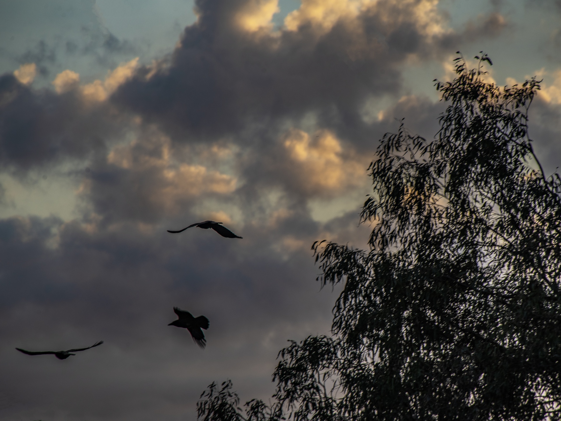嵐の空に対してシルエットの鳥 無料画像 Public Domain Pictures