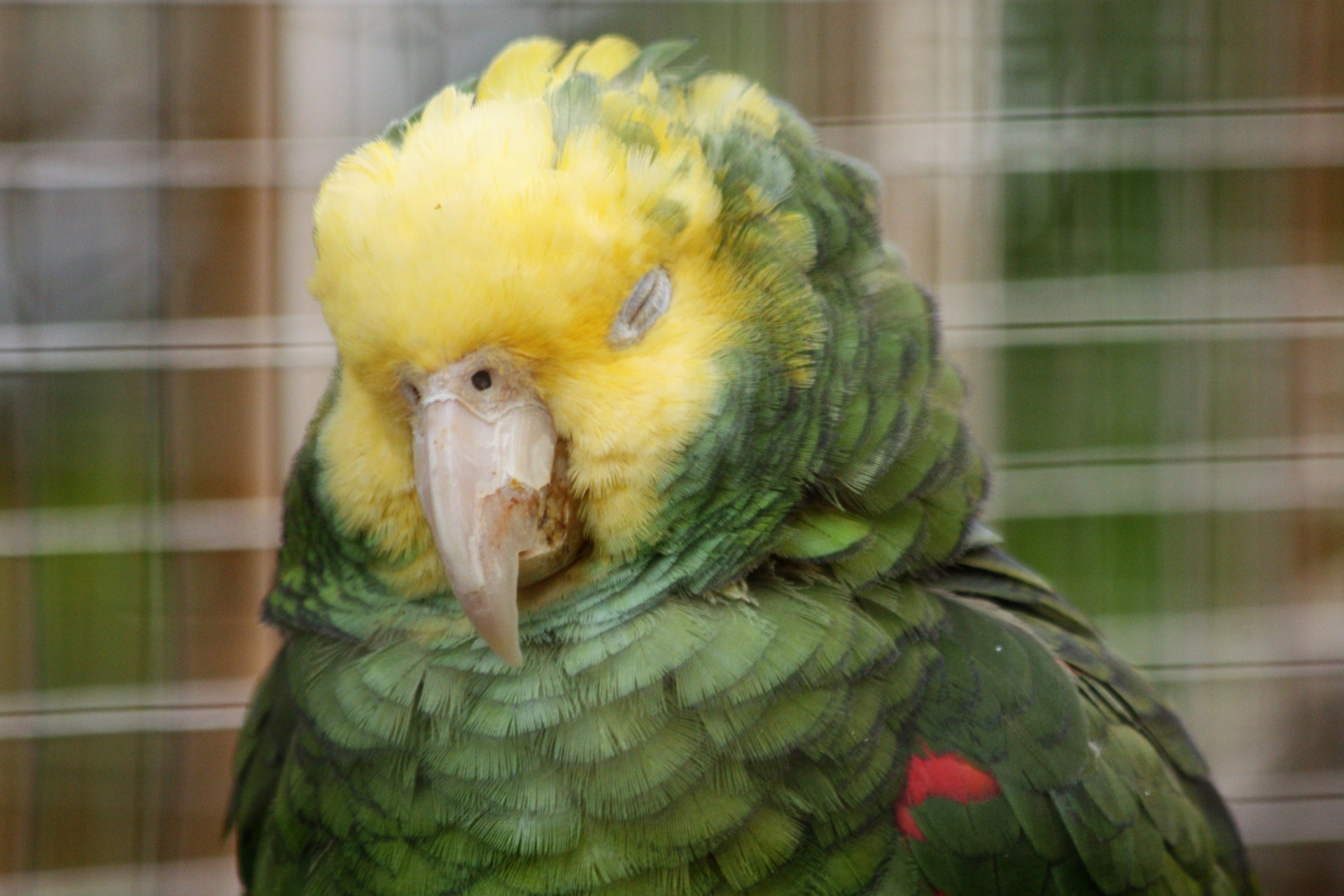 Sleeping Parrot Free Stock Photo - Public Domain Pictures