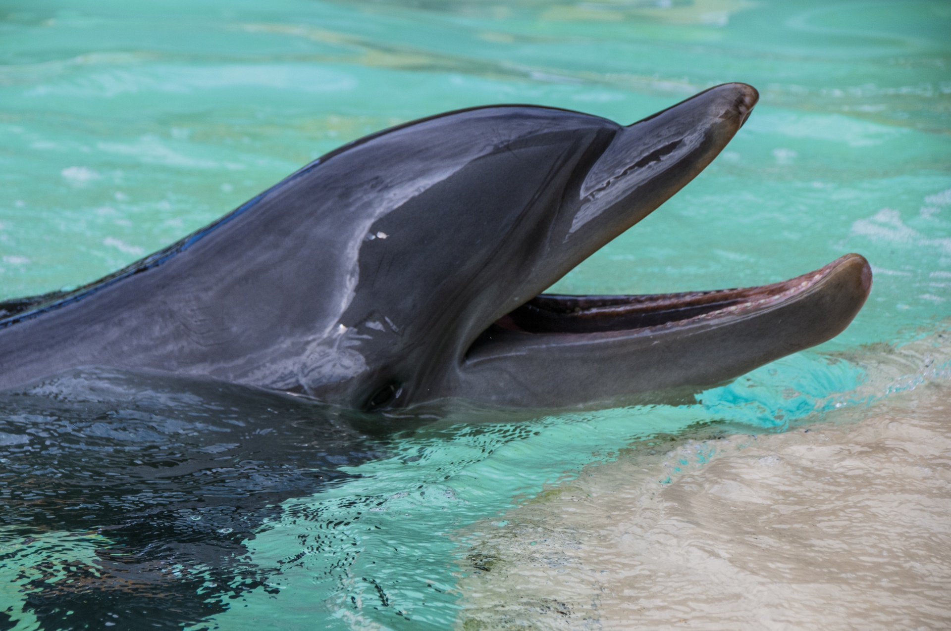 Leende delfin