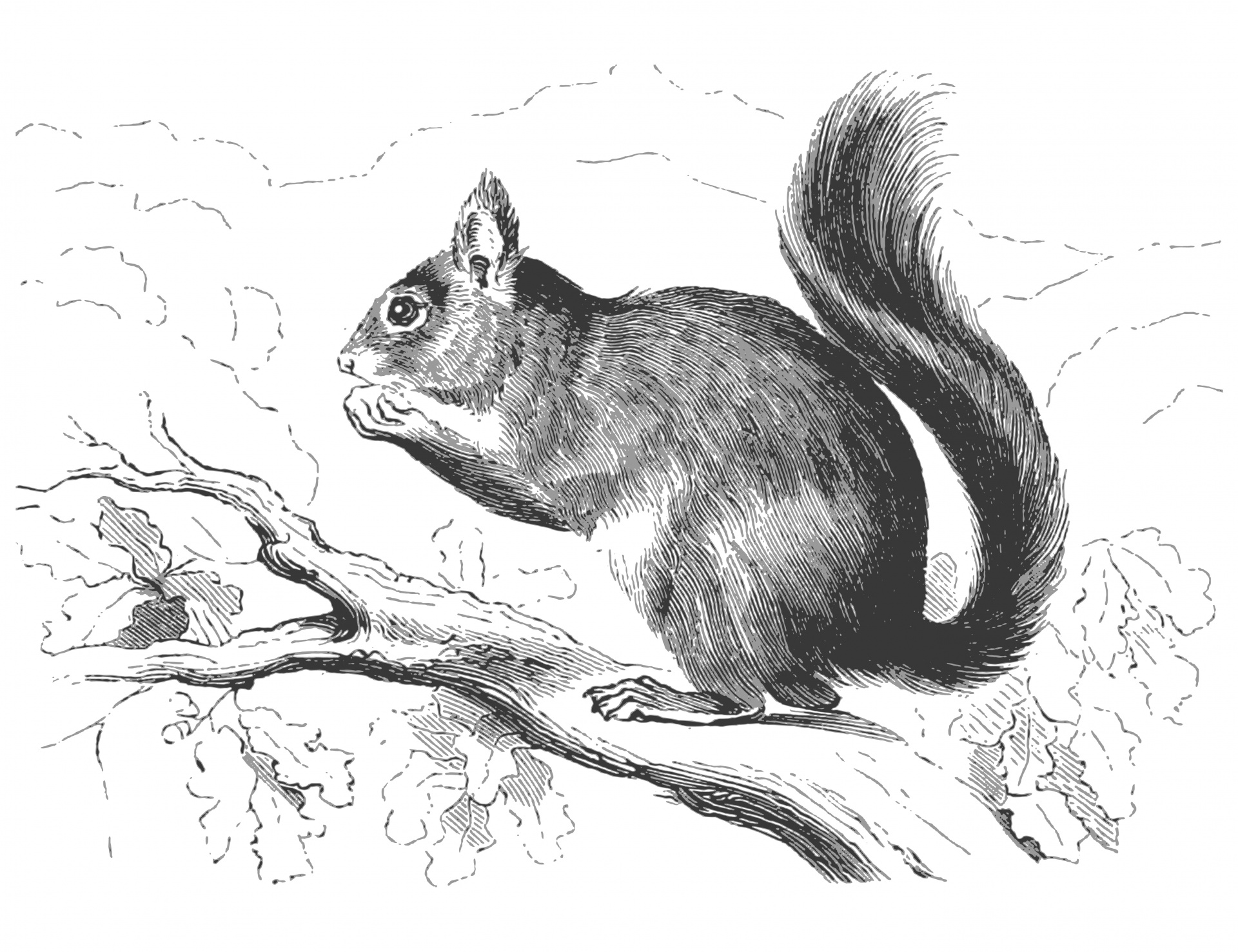 秋天森林里的小松鼠动物壁纸-壁纸图片大全