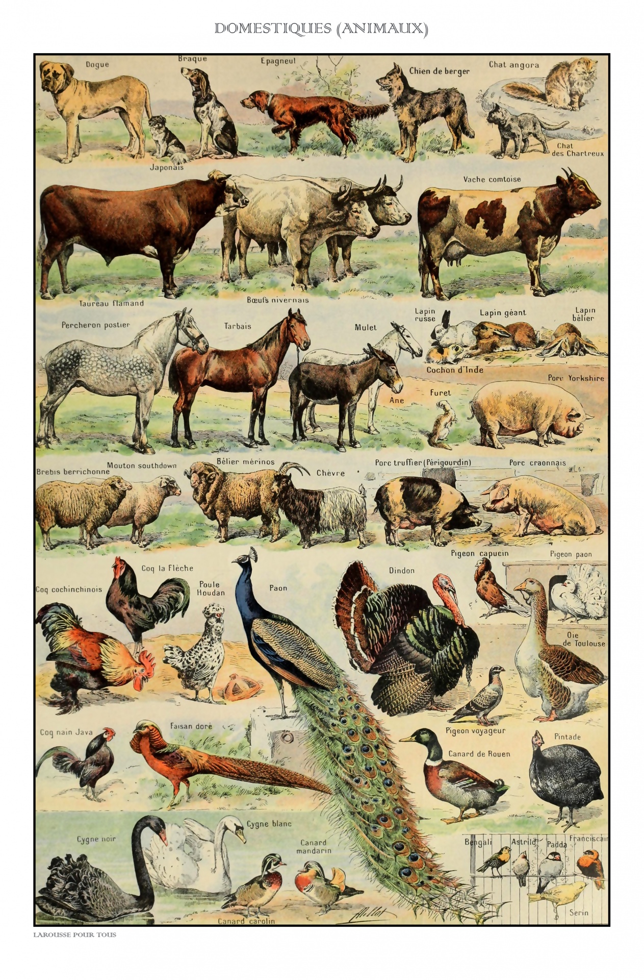 Vintage Tiere Kunstdruck