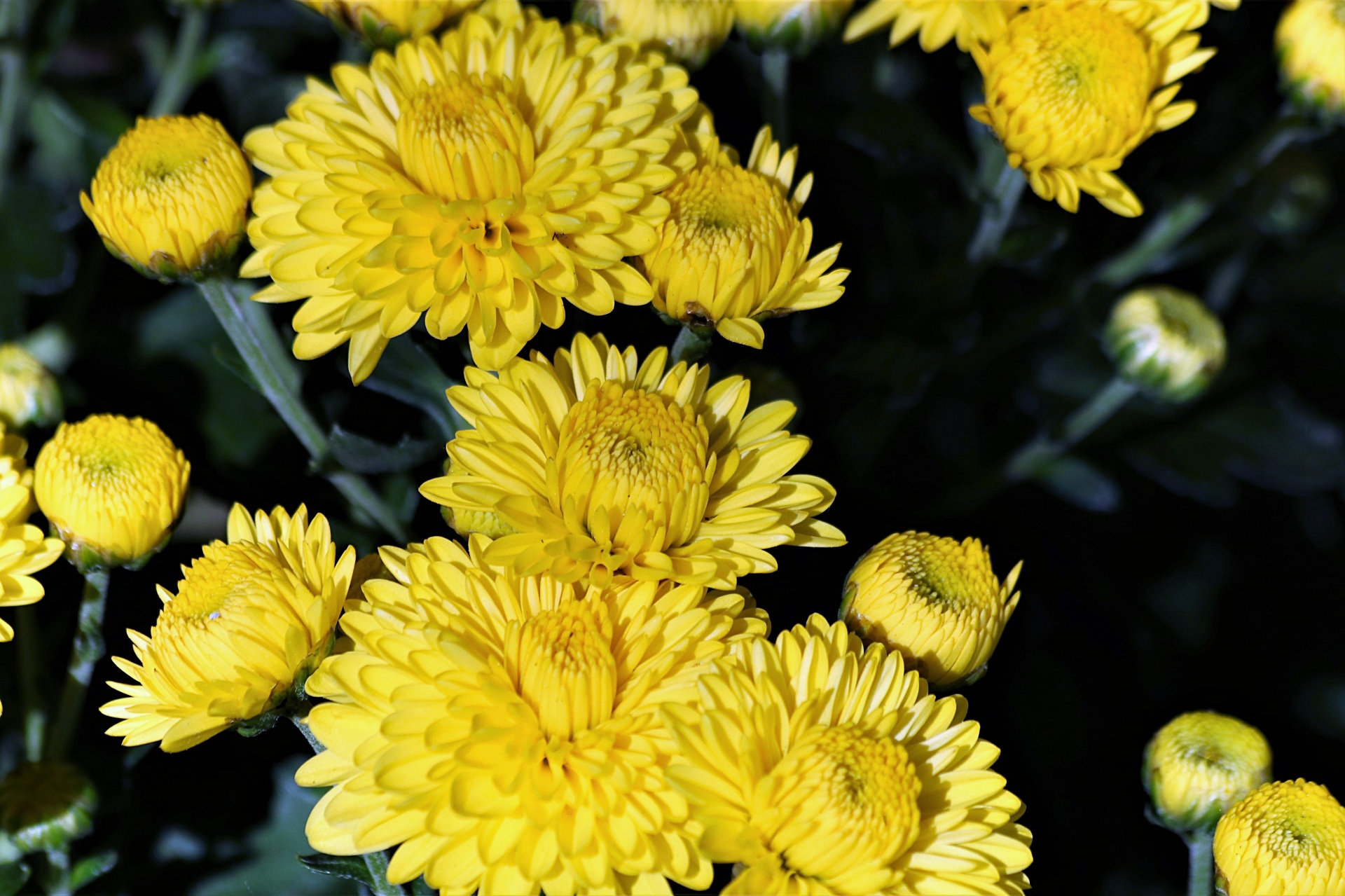 Gelbe Chrysanthemen Nahaufnahme 2 Kostenloses Stock Bild - Public ...