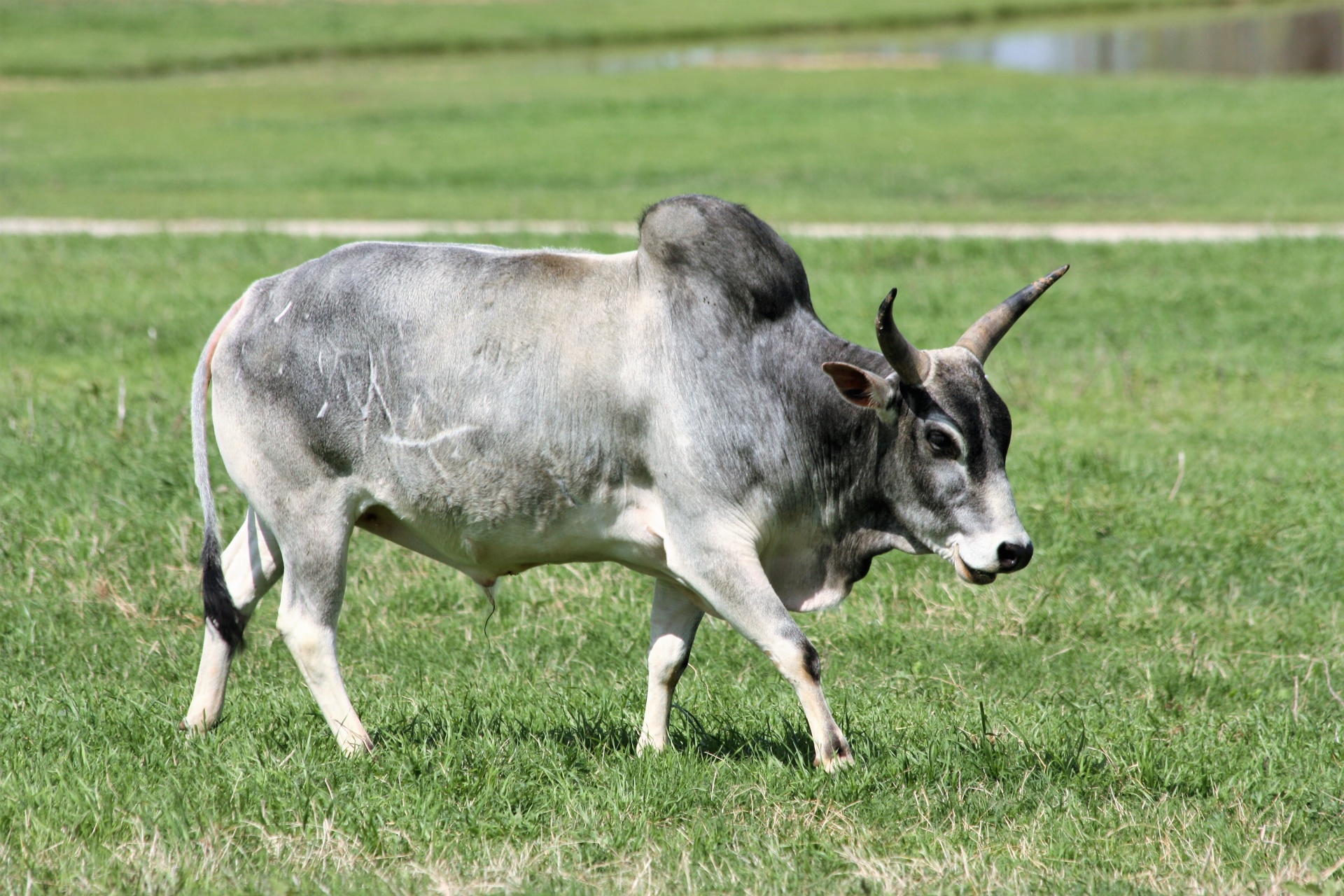 Zebu Bull In Green Grass Free Stock Photo - Public Domain Pictures