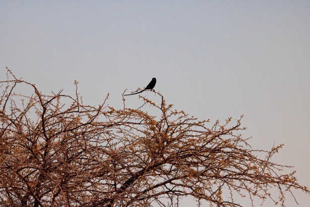 черная птица с длинным хвостом Бесплатная фотография - Public Domain  Pictures