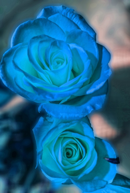 Albastru De Trandafiri Poza Gratuite Public Domain Pictures