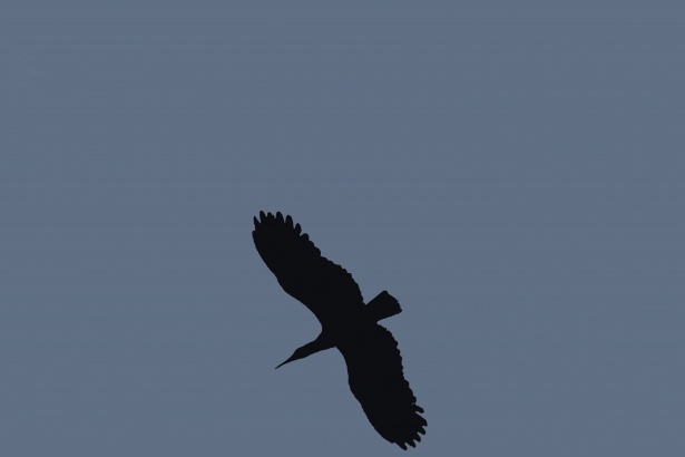 Cutout Image Of A Large Bird Free Stock Photo - Public Domain Pictures