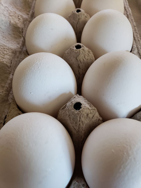 Dutzend Eier Kostenloses Stock Bild Public Domain Pictures