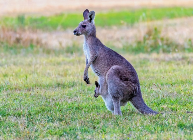 Eastern Grey Kangaroo Free Stock Photo - Public Domain Pictures