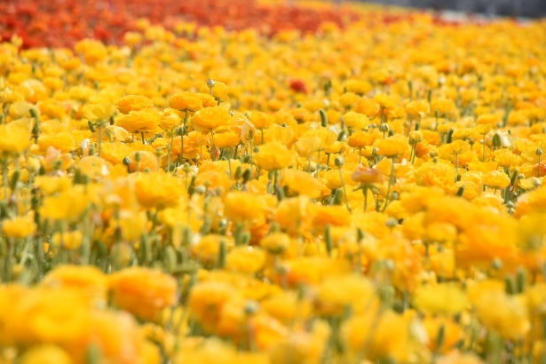 Fiori Gialli Yellow Flowers.Field Of Yellow Flowers Free Stock Photo Public Domain Pictures