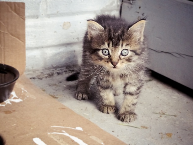 Fluffy Kitten Free Stock Photo Public Domain Pictures