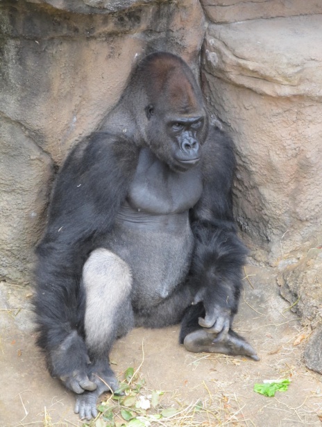 Gorille Photo stock libre - Public Domain Pictures