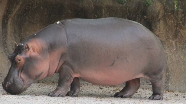 Hippopotamus Free Stock Photo - Public Domain Pictures