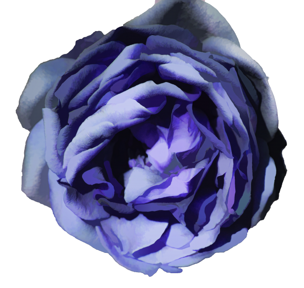青で分離されたバラ 無料画像 Public Domain Pictures