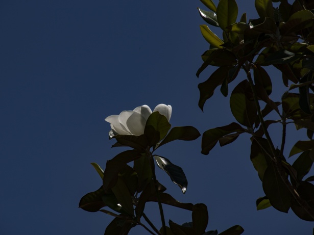 マグノリアの花 無料画像 Public Domain Pictures