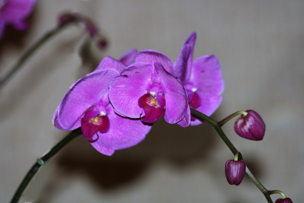 Purple Orhidee Pe Fundal Gri Poza Gratuite Public Domain Pictures