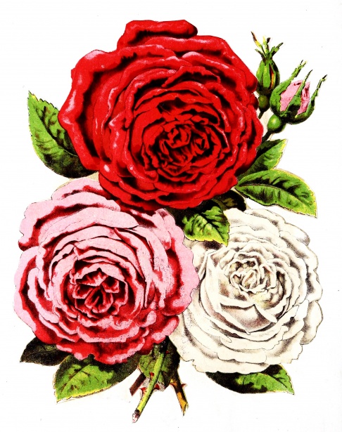 Trandafiri Pentru Tine Flori Roșii Roz R Poza Gratuite Public