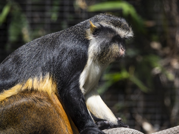 Macaco-aranha Sentado Numa Rocha, Que Fica Quieto Imagem de Stock