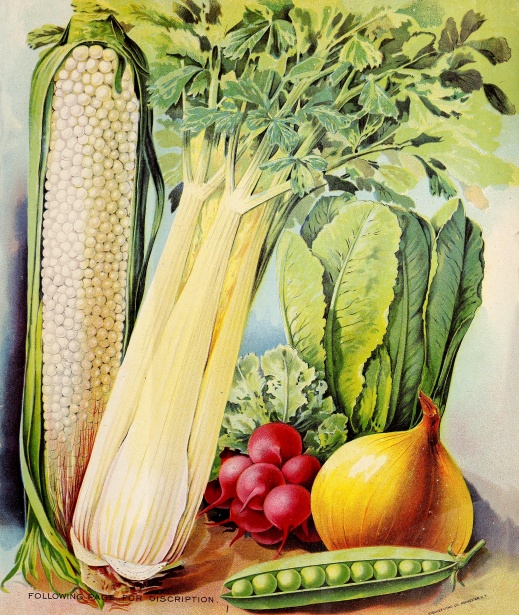 野菜のヴィンテージのイラスト 無料画像 Public Domain Pictures
