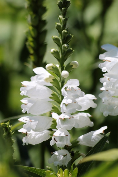 白いサルビアの花のクローズアップ 無料画像 Public Domain Pictures