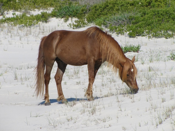 野生の馬 無料画像 Public Domain Pictures
