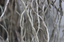 Abstract Roots Background