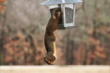 Squirrel acrobatic la alimentatorul de p