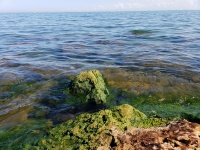 Rocas de algas