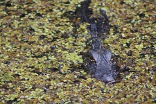 Alligator verstoppen