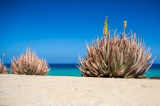 Aloe Vera And Sea
