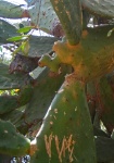 Dier gegeten cactusvijg blad