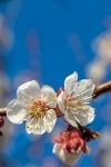 Fiore dell'albero di albicocca