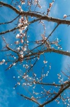 Fiore dell'albero di albicocca