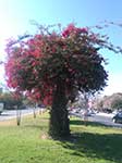 Piękne drzewa z czerwonymi kwiatami