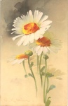 Argyranthemum Marguerite Daisy