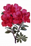 Rysunek Vintage Kwiat Azali